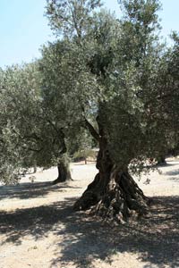 Stary gaj oliwny w Gortynie