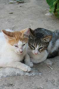 Kociaki z Moni Arkadiou